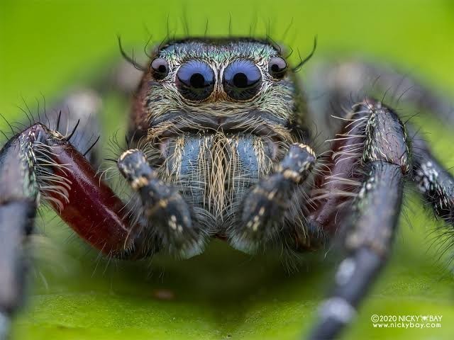 Canon 100mm f/2.8 vs Canon 50mm f/1.8. Sizce hangisi daha iyi?