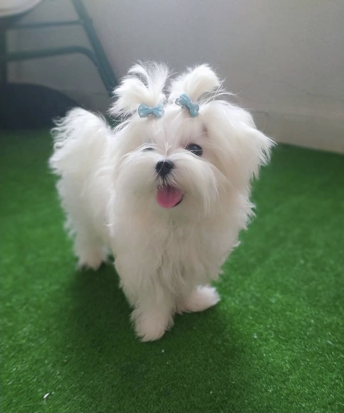 Maltese Terrier mi beslemeliyim Jack Russel mi?