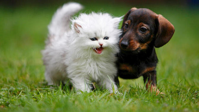 Köpek mi sahiplenmeliyim, kedi mi?