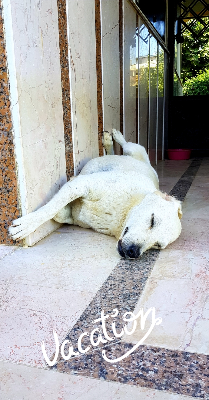 Bu nasıl bir uyuma şeklidir, bu kadar tatlı uyuyan kim var?