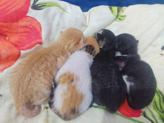 Kedi ürünleri neden pahalı?