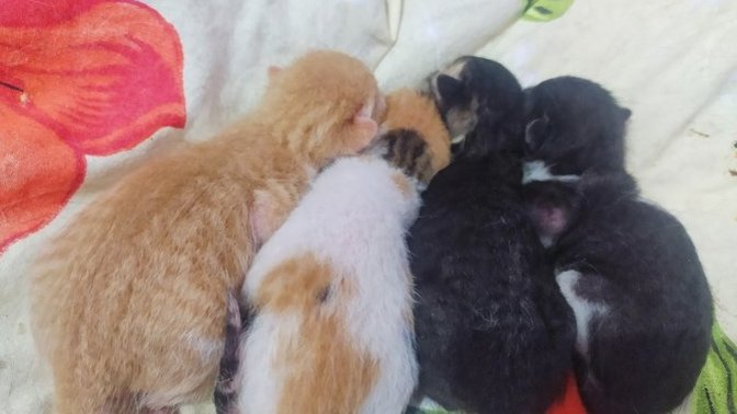 Kedi ürünleri neden pahalı?