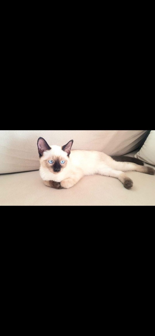 Köpek besleyen erkek mi, kedi besleyen erkek mi?