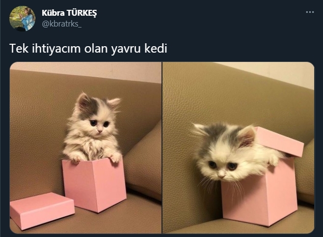 Hangi hayvana ihtiyacınız var?