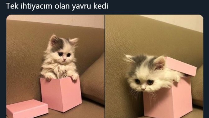 Hangi hayvana ihtiyacınız var?