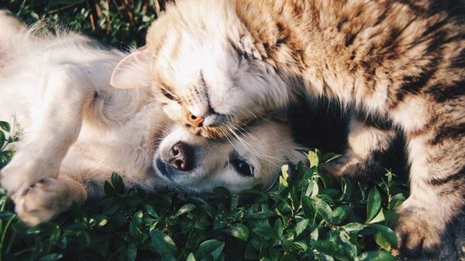 Evleneceğiniz insan için kedinizden/köpeğinizden vazgeçer misiniz?