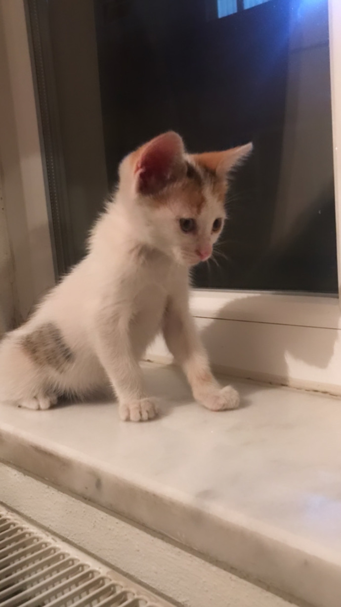 Pisiğimi dün sokakta buldum, sizce tatlı mı😍?