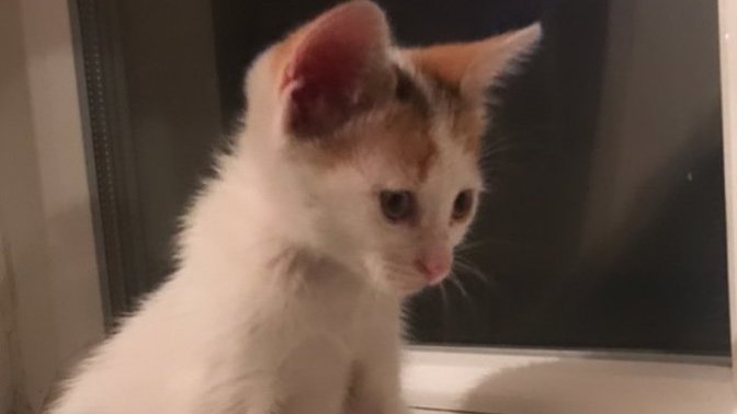 Pisiğimi dün sokakta buldum, sizce tatlı mı😍?