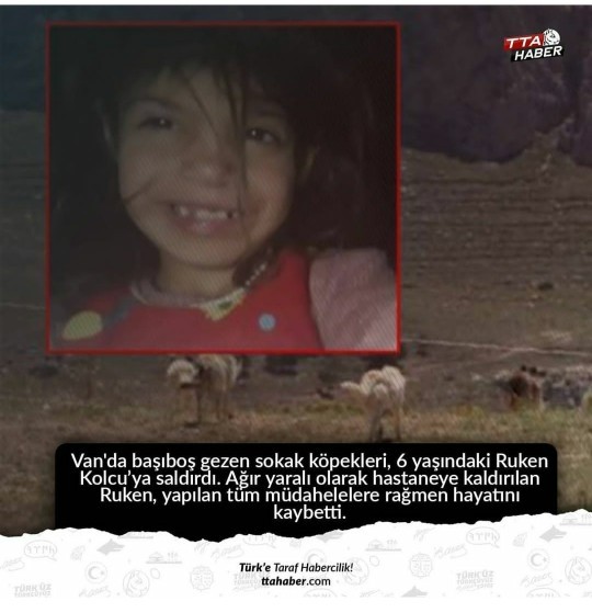 Köpekler, sokaklardan toplanmalı mı?