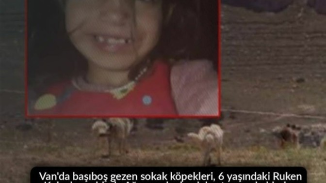 Köpekler, sokaklardan toplanmalı mı?