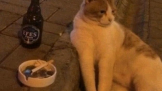 Arkadaşlar bu kedinin neyi var sizce 😒 ?