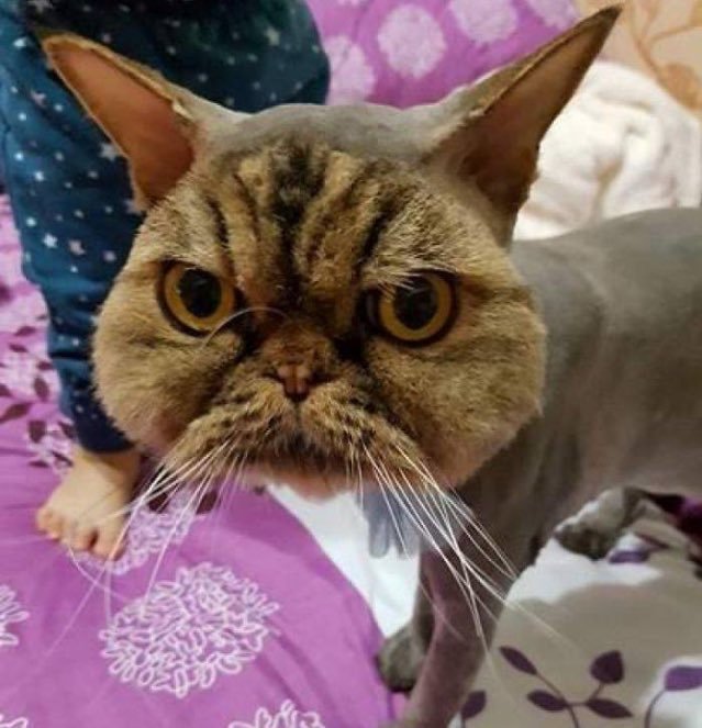 Kuaför saçlarınızı istediğinizden farklı model yapsa ne yapardınız?