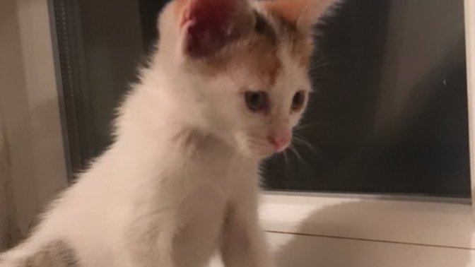 Aç olmamasına rağmen kedimin karnı sürekli gurulduyor, neden acaba?