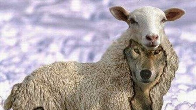 Kuzu kılığına bürünmüş bir kurt mu yoksa kurt kılığına bürünmüş kuzu mu?