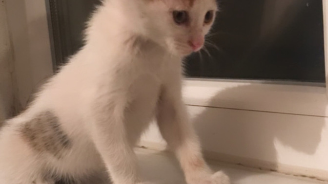 Kedi aşıları ne zaman yapılır hangi aşıları yaptırmam gerekiyor ve kaç ayda bir.. detayıda okurmusunuz?