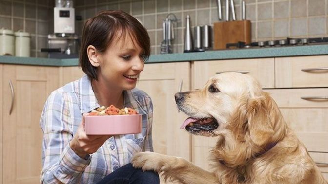 Köpek evcil hayvan mıdır?