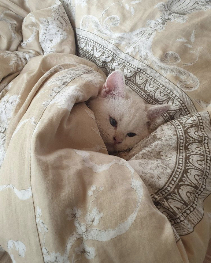 Kedi alıcam kesinlikle 😏