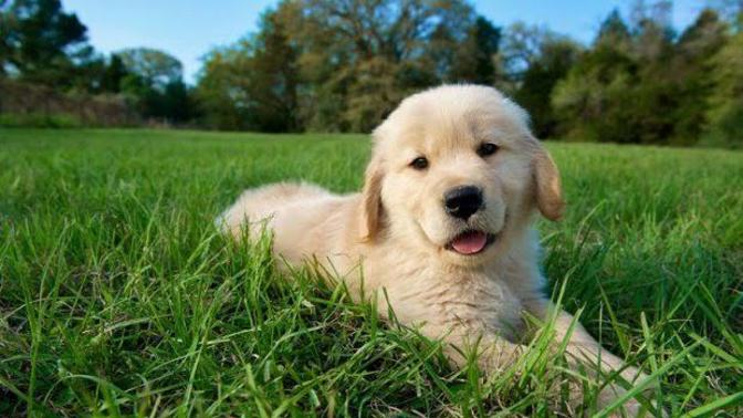 Apartmanda köpek besleyebilir miyim?