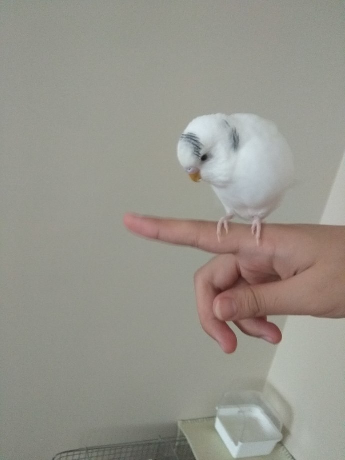 Muhabbet kuşum elime gelmiyor?