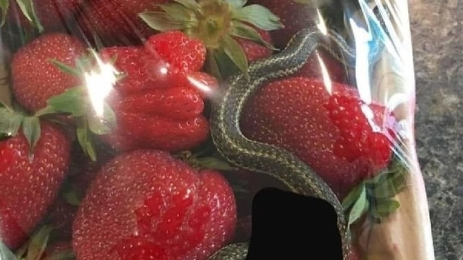 Çelik aldım sever misiniz🔴🔴?