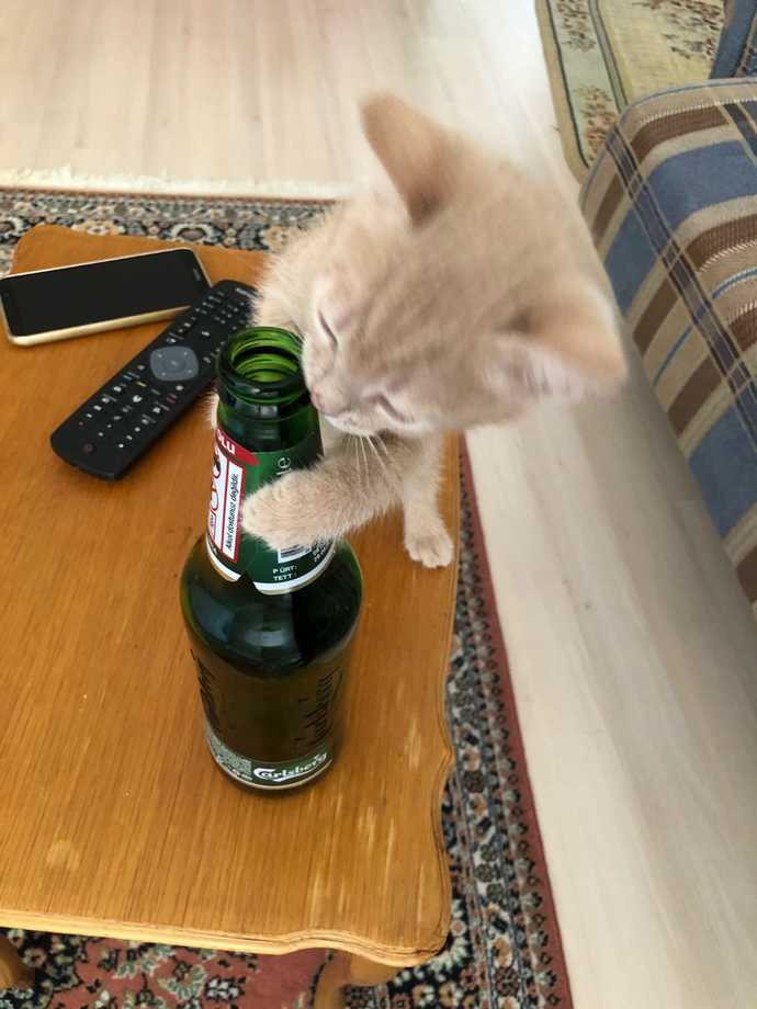 @Teόmάń ın kedisi mi daha tatlı benim güzeller güzeli yavrum mu?