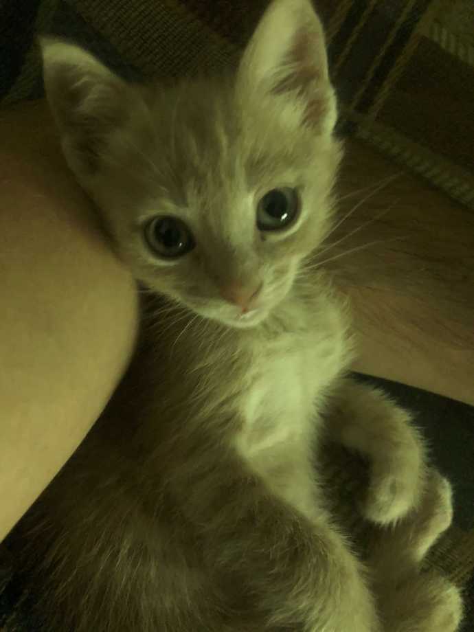 @Teόmάń ın kedisi mi daha tatlı benim güzeller güzeli yavrum mu?
