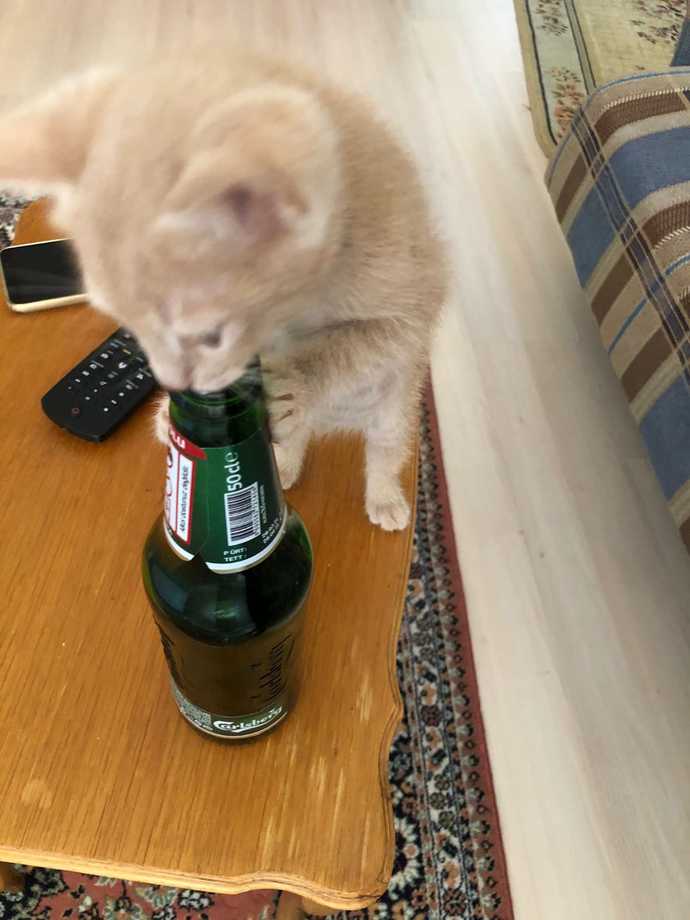@Teόmάń ın kedisi mi daha tatlı benim güzeller güzeli yavrum mu?