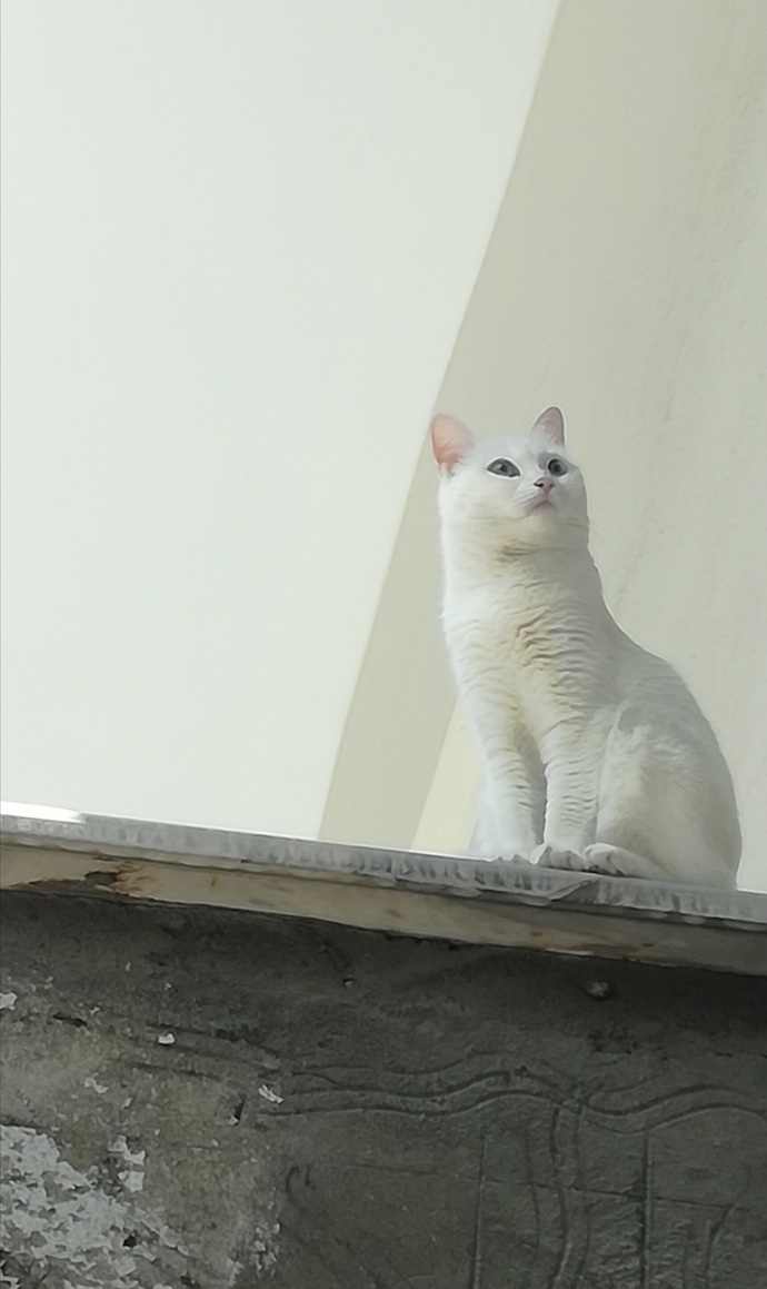 Ve buraya bir adet pamuk bırakıyorum