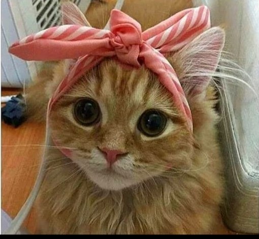 @Teόmάń ın kedisi mi daha tatlı benim güzeller güzeli yavrum mu?