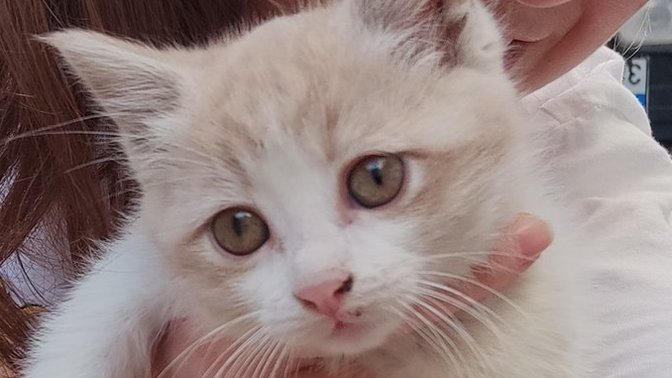 @Teόmάń ın kedisi mi daha tatlı benim güzeller güzeli yavrum mu?