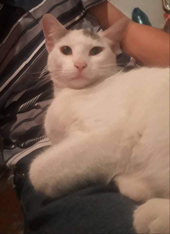 Ailurophile ne demek biliyor musunuz🤨?