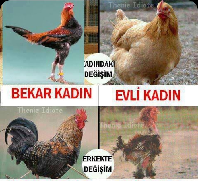 Erkekler neden flört döneminde “Romeo”, sevgililik evresine geçince “odun” oluyorlar?
