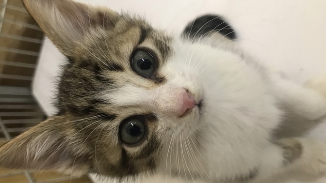 Arkadaşlar kedi hakkında bişeyler öğrenmek istiyorum , yardım eder misiniz?