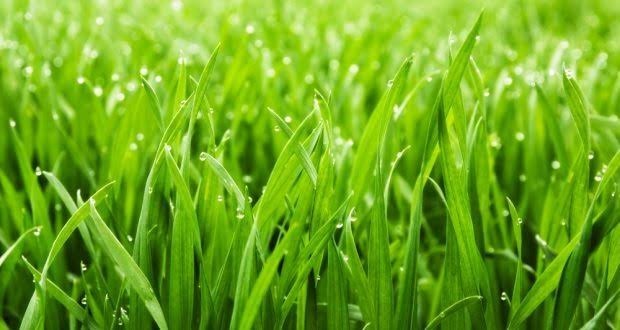 Halıdan ve koltuktan çimen lekesi nasıl çıkar?