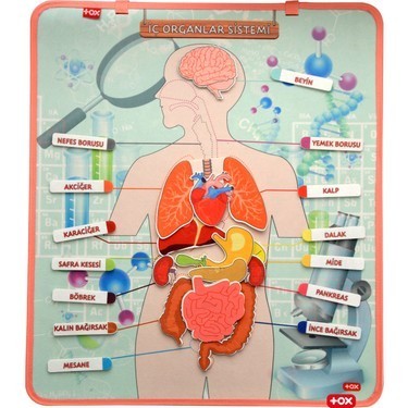 Psikolojiden en çok etkilenen organ hangisi sizce?