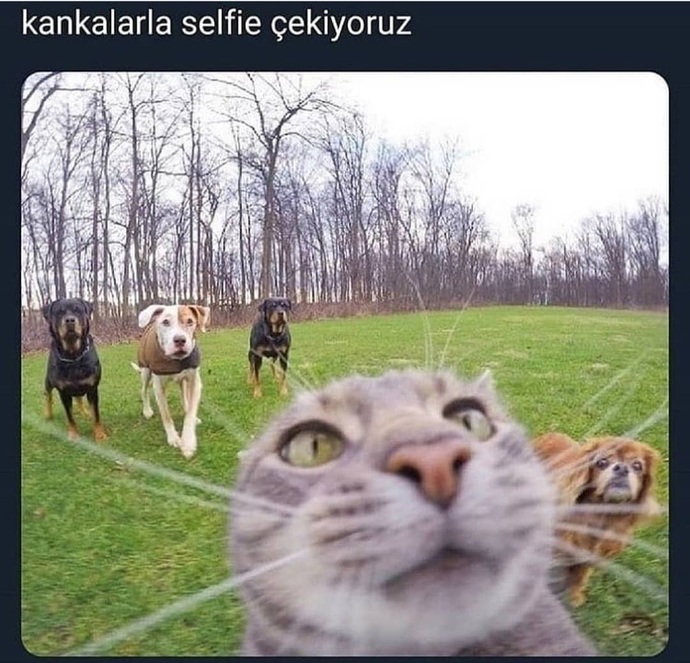 Hayvanların da insancıl duyguları olsaydı hangi hayvanla kanka olmak isterdin?