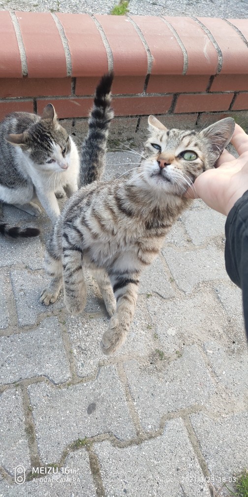 Kedilerle aranız nasıl?