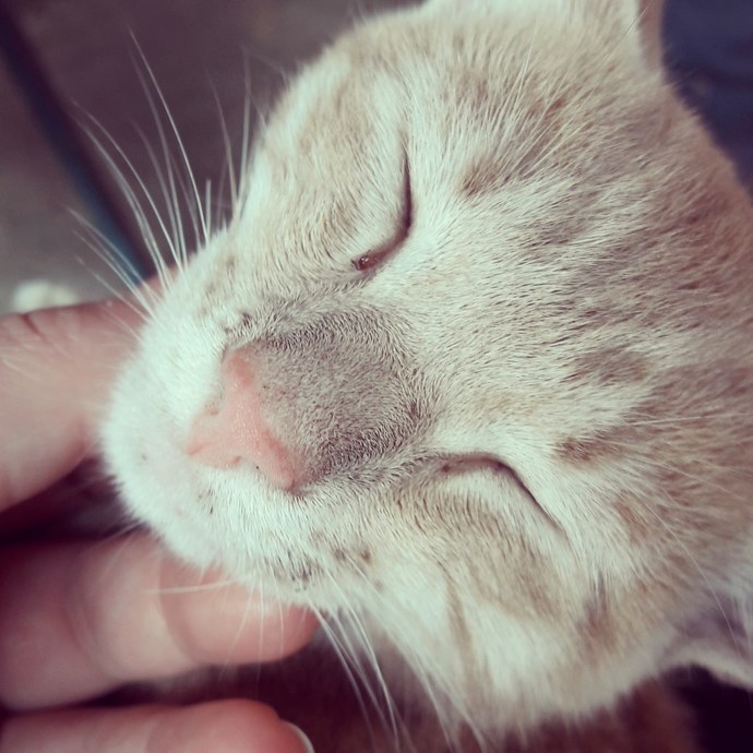 Aramızda kedi severler var mı?