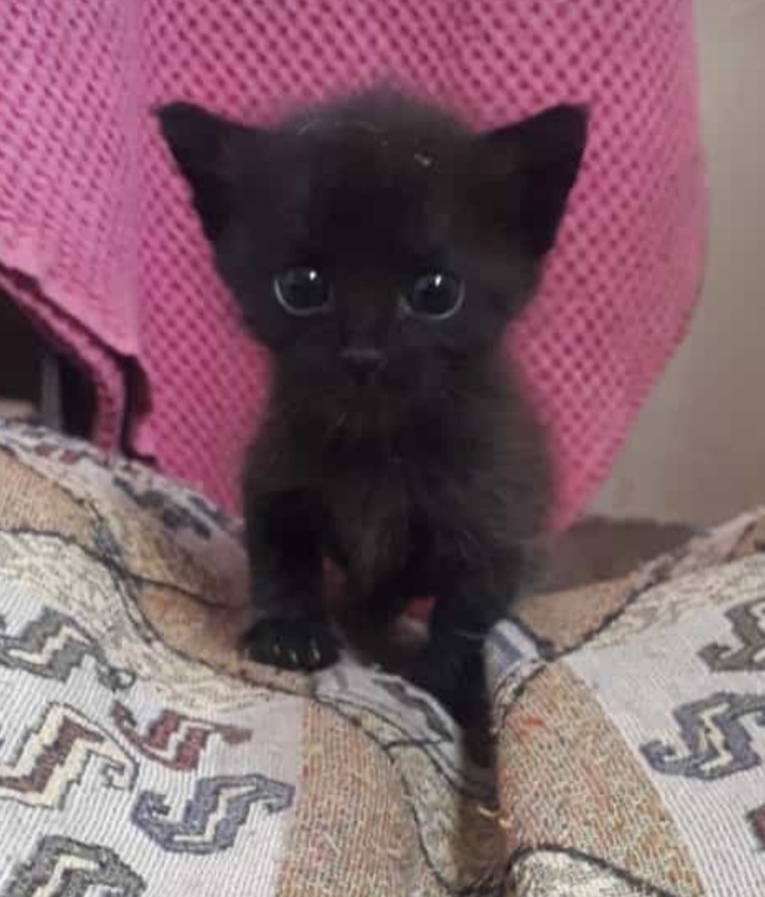 Aramızda kedi severler var mı?