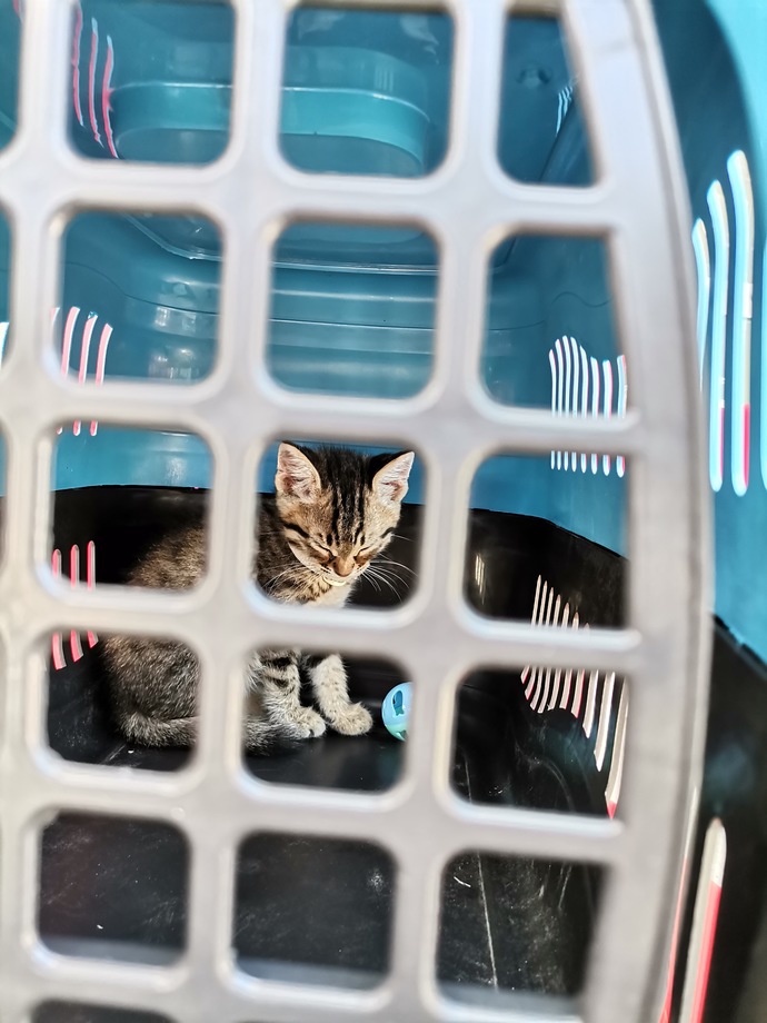 Aramızda kedi severler var mı?