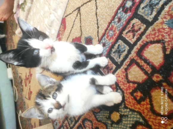 Aramızda kedi severler var mı?
