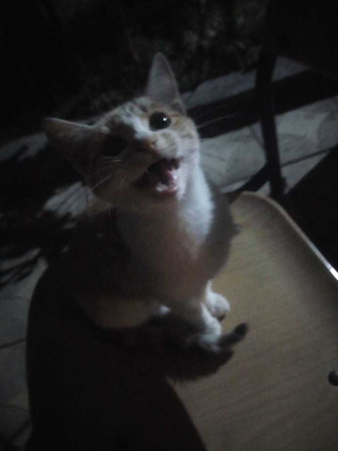 Aramızda kedi severler var mı?