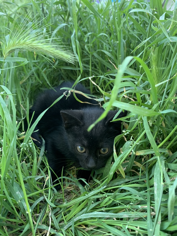 Aramızda kedi severler var mı?