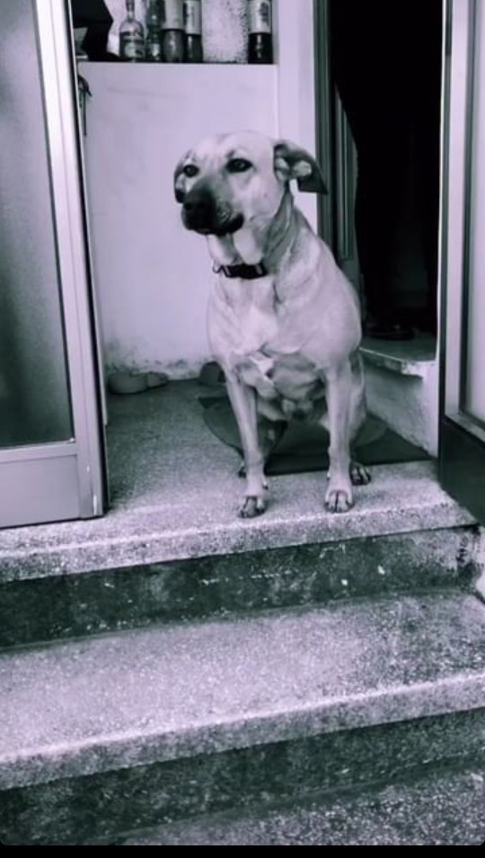 Bu köpeğin cinsi ne ve Türkiyede var mı?
