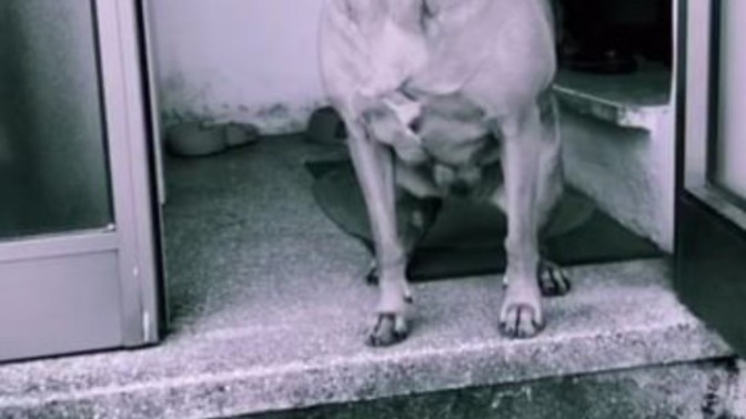 Bu köpeğin cinsi ne ve Türkiye'de var mı?