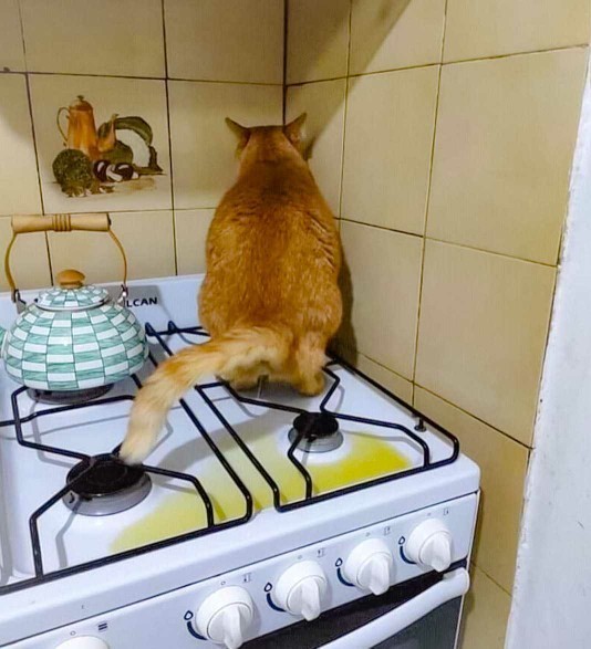 Arkadaşlar, kedimle saklambaç oynuyoruz ama ben bunu nasıl sobeleyim şimdi?