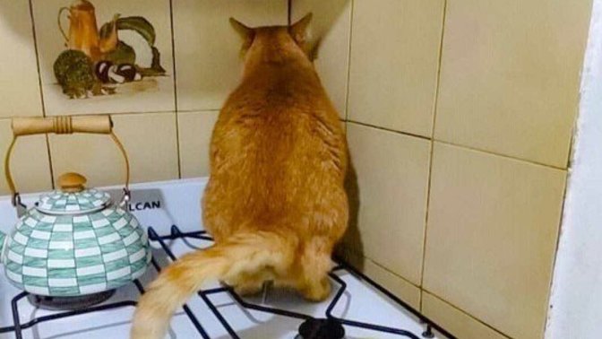 Arkadaşlar, kedimle saklambaç oynuyoruz ama ben bunu nasıl sobeleyim şimdi?