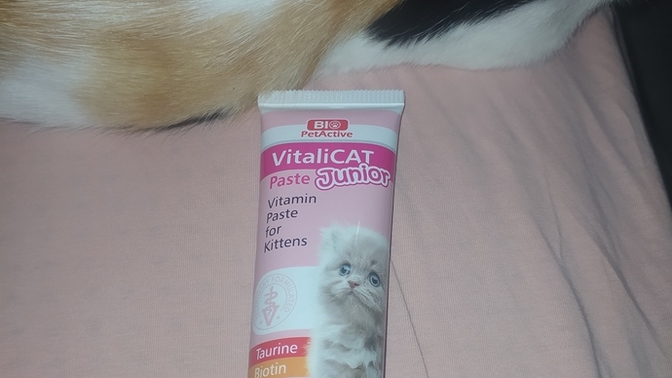 Kedim bunu sevmedi ve yemedi. Ne yapacağım?