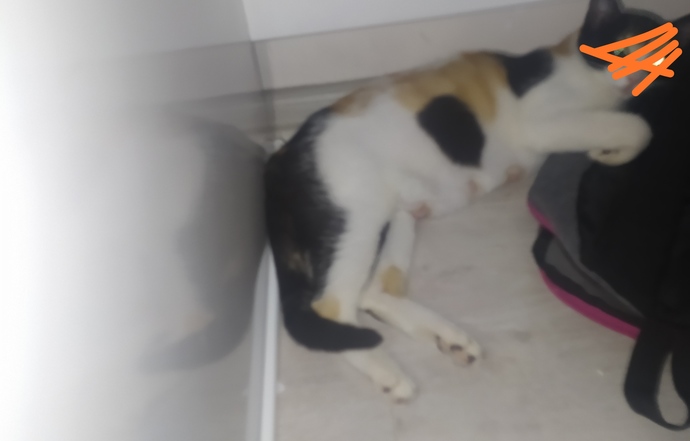 Kedim aşırı kilo kaybı yaşıyor, beslemesini nasıl yapmalıyım?