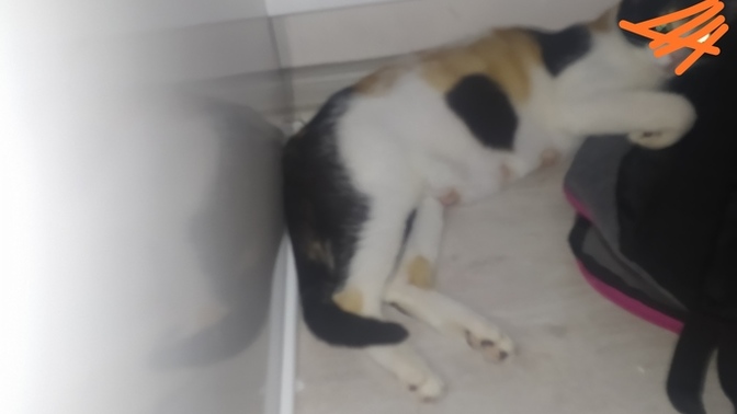 Kedim aşırı kilo kaybı yaşıyor, beslemesini nasıl yapmalıyım?